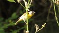 Nashville Warbler High Island_2010_04_24_3855